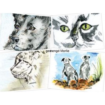 gemengd Morlie hond poes kleur